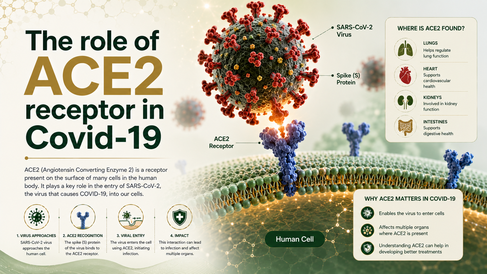 The role of ACE2 receptor in Covid-19 - Mapmygenome