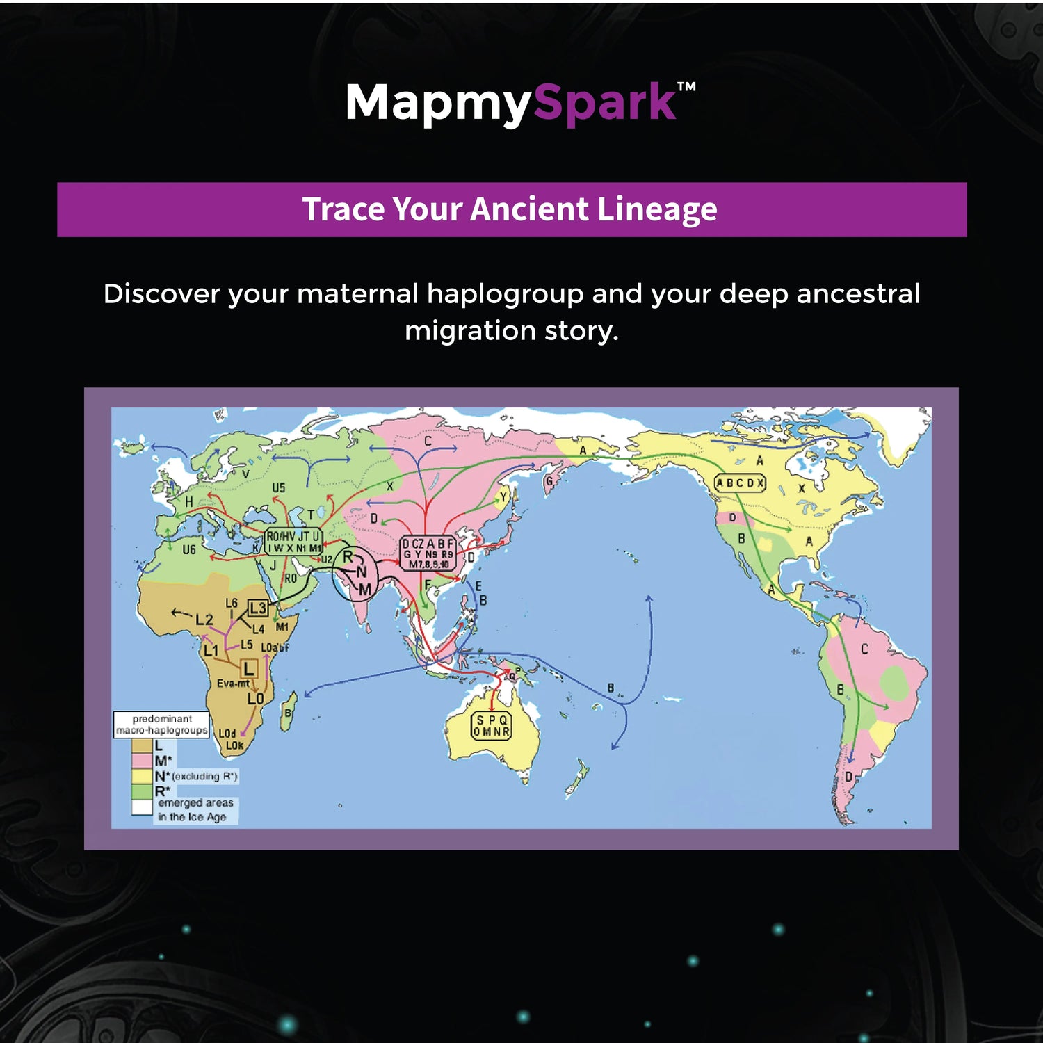 Maternal lineage and mitochondrial heritage migration map tracking maternal ancestry via the MapmySpark DNA test.