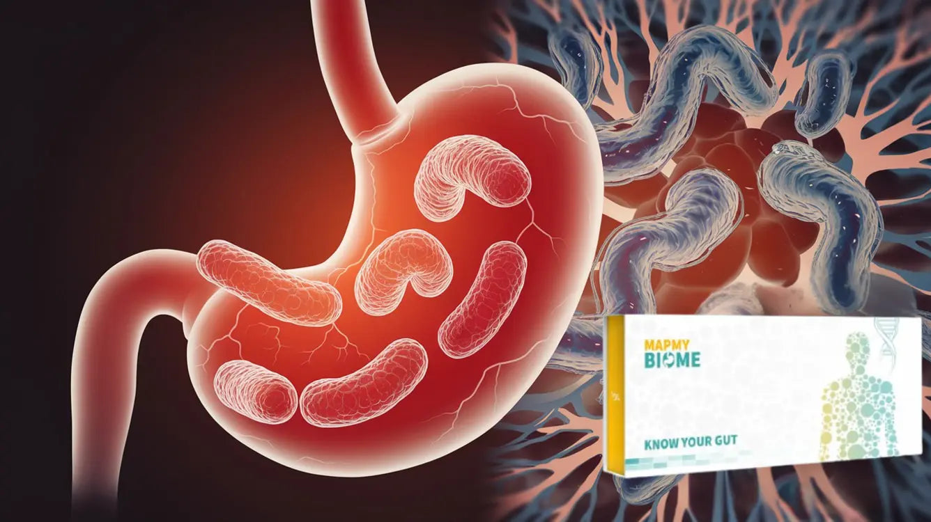 Understanding Helicobacter Pylori: A Comprehensive Overview Mapmygenome